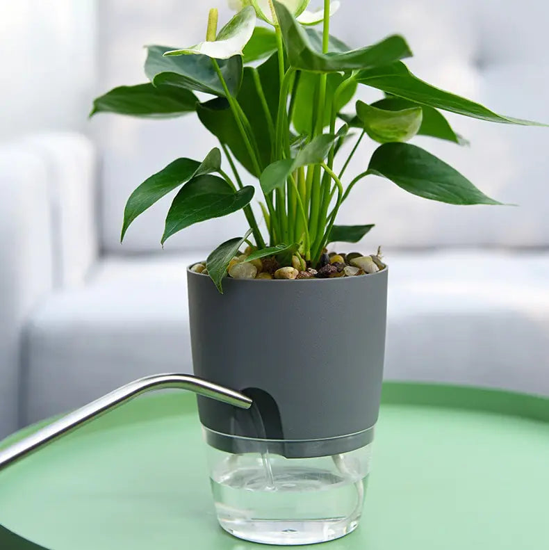Transparent Double-Layer Self-Watering Flower Pot - OLM Store