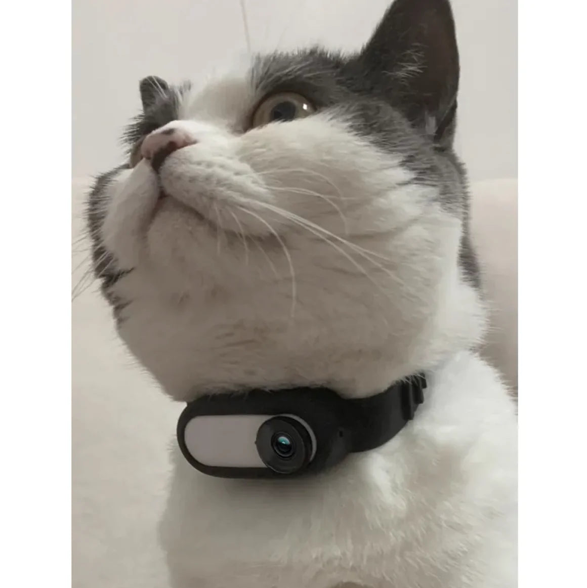 Discover Your Pet's World with the Wireless Pet Collar Camera