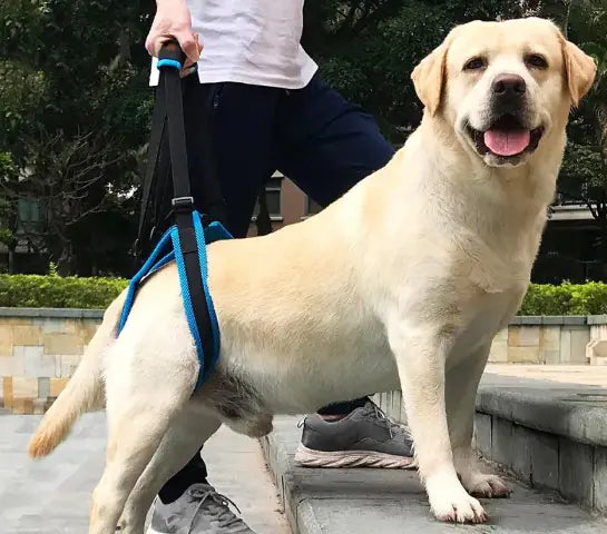 Pet Leg Support for Dogs - Enhanced Mobility and Comfort
