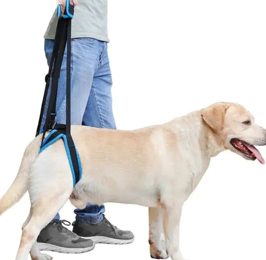 Pet Leg Support for Dogs - Enhanced Mobility and Comfort