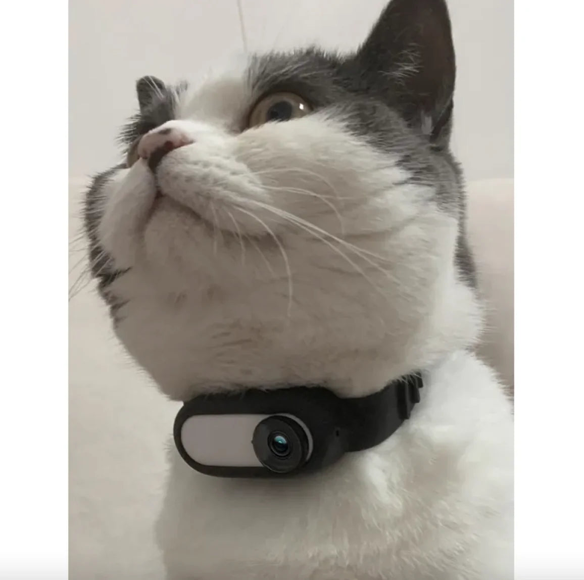 Discover Your Pet's World with the Wireless Pet Collar Camera